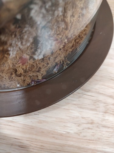 Vintage Kolonial Paar Figur, schwere Glasvitrine mit getrocknetem Laub *selten*LESEN - Bild 6 von 16