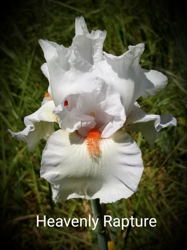 Tall Bearded Iris-