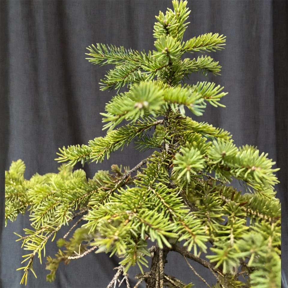 100% wild-collected, raw Yamadori White Spruce pre bonsai material - Image 4 of 4