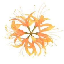 Artificial Flower Heads 7 Inch, Yellow 1 PCS - Spider Lily Silk Flowers