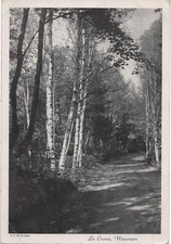 Jumbo Postcard Photo Birch Lane La Crosse Wisconsin Black + White 3 cent postage