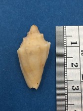 Nannamoria Parabola 27.3mm Volute Queensland Australia