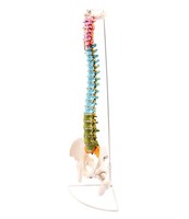 Flexible WirbelsäUle Anatomie Modell Lebensgroß Didaktisch GefäRbt HäNgestativ