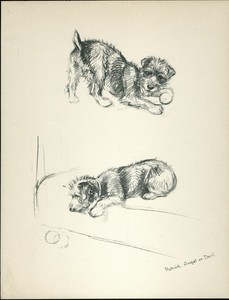 LAKELAND TERRIER VINTAGE 1937 DOG ART PRINT by ARTIST K F BARKER