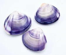 3 Polished Purple Clams (Pair) 1.5-2" Beach Crafts Ocean Jewelry Nautical Decor