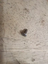 Coleman 530 GI Stove - Pump Cap Screw