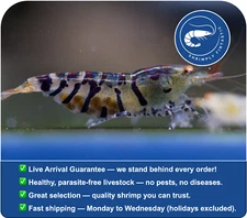 20 Orange Eye Blonde Tiger Shrimp | FREE SHIPPING | Live Guarantee | USA Bred