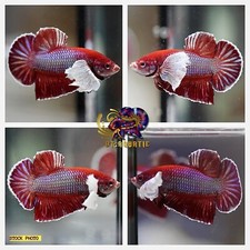 Live Betta Fish High Quality - Good Form - MALE HMPK Dumbo Lavender - USA Seller