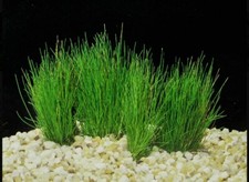 Eleocharis Pusilla Dwarf Hairgrass potted freshwater aquarium p-Buy 2 Get 1 FREE