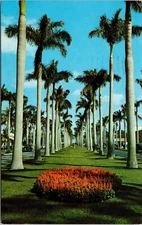Florida Royal Palm Trees Scenic Tropical Beachfront Chrome Cancel WOB Postcard
