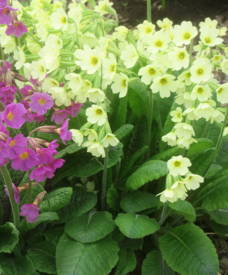 Primula Elatior : 50 Seeds : Oxlip Primrose - Image 2 of 4