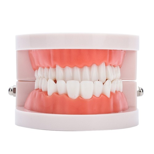Encías dentales modelo 28 piezas estándar modelo de dientes para adultos enseñanza TPA - Imagen 7 de 7