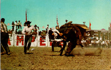 The Bucking Horse Contest Stampede In Calgary Alberta Canada Vintage Postcard