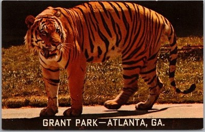 ATLANTA Georgia Postcard GRANT PARK ZOO ''Royal Bengal'' Tiger / Mirro-Krome