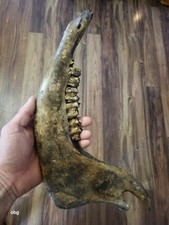 Historic Bison lower jaw bone buffalo 