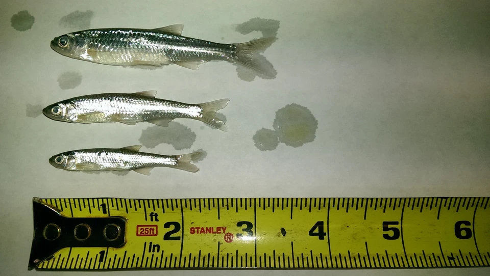 Bestbait Esmeralda Salada Brilladores Conservados Minnows Envío Gratis VHSv Gratis Foto 2 de 4