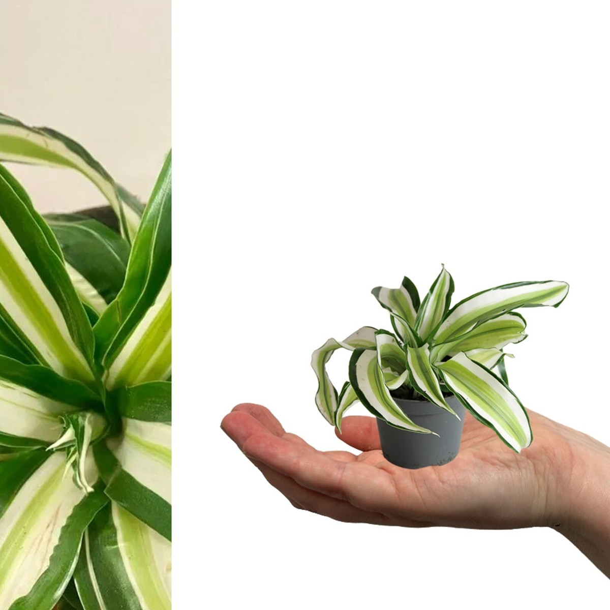 calathea lancifolia kaufen Rattlesnake Plant Calathea lancifolia