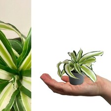 Dragon Tree Dracaena Malaika in 6cm Pot - Air Purifying Foliage Mini Houseplant