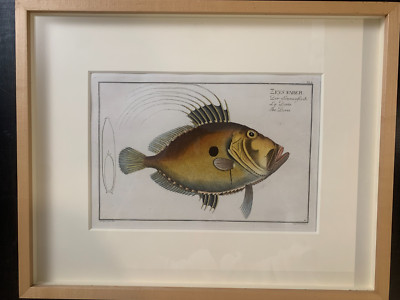 Antique 1870 Hand-Colored Lithograph of Zeus Faber (John Dory) from Duméril