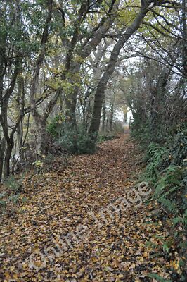 Photo 6x4 East Devon : Leafy Path Alfington A path among the trees near t c2010