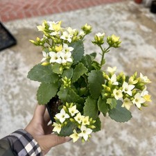 Kalanchoe Calandiva white Blooms – 4” square Potted Live Succulent