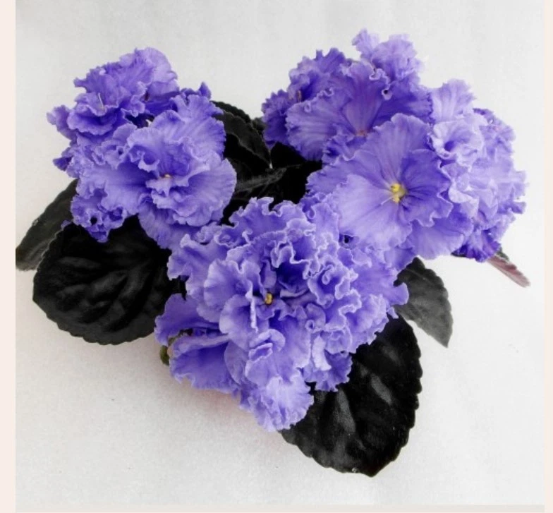 PLANTA VIOLETA AFRICANA ~ BAILARINA CAJA DE MÚSICA (Sorano) BIG BLOOMS Big Starter Foto 2 de 4