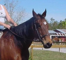 BLACK BROWN TAN Leather English Bridle w Reins HORSE COB PONY MINIATURE 5900