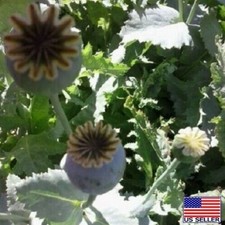 Echter Schlafmohn 1000 Frische Samen- Papaver Somniferum - Blaumohn Poppy Seed E - Foto 14