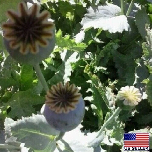 Семена мака Tasmanian Papavaer Somniferum стратифицированные более 20 000 штук для посадки - Изображение 2 из 4