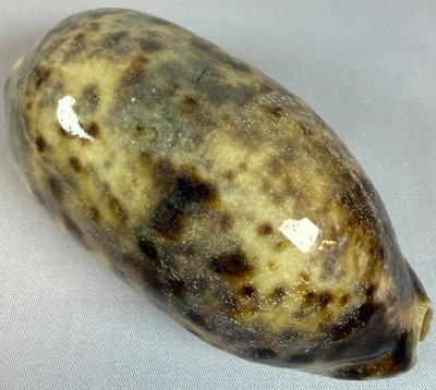 Cypraea Testudinaria Cowrie Shell  Giant 106.6mm Indo-Pacific specimen