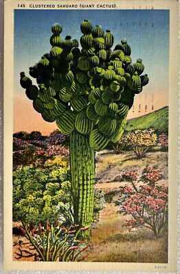 Clustered Sahuaro Cactus Giant Cactus 1939 Linen Postcard Herz Postcard Co