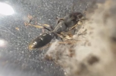 #ad #ad Rapacious Panther Ant Queen Pachycondyla Harpax FEEDER ONLY $84.99