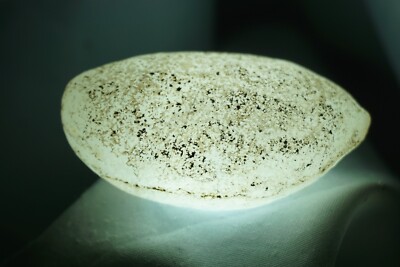White Sheba - Cintamani - 33g - More rare than Saffordite Tektite #whx20