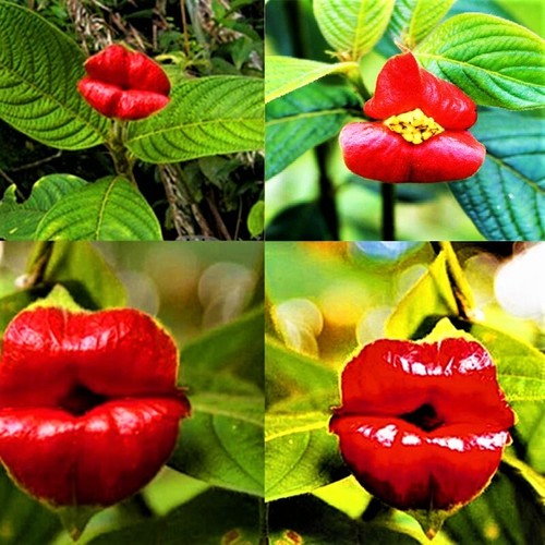 20 Red Lips Seeds Very Rare Exotic Flower Plant eBay