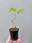 Beautiful Japanese Maple For Mame Or Shohin Bonsai — photo 2