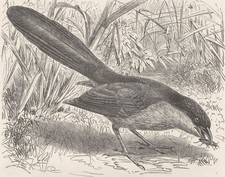 BIRDS. Egyptian coucal 1895 old antique vintage print picture