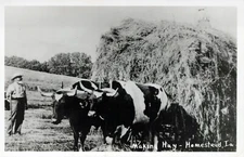 Rare RPPC Postcard 1940's "Making Hay- on the Farm in Homestead Iowa" not sent