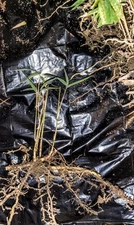 10bamboo Arundinaria gigantea Giant rivercane w roots bareroot Rhizome Starter 