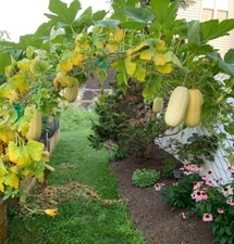 10 Ct Spaghetti Squash Seeds 100 Organic