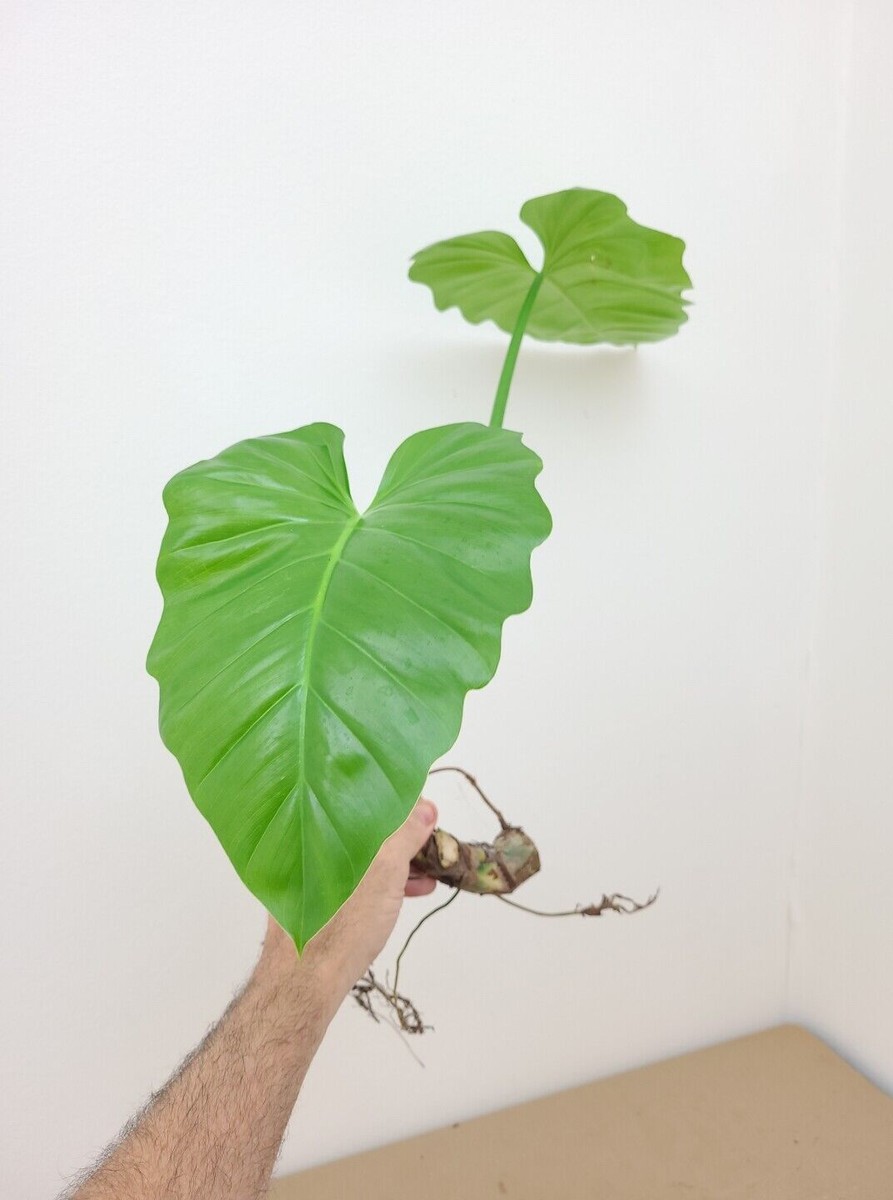 PHILODENDRON SUBINCISUM XL CUTTING aka Wilson Wilsonii EE not giganteum  +HEAT | eBay