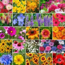 Wildflower Mix BURST OF BLOOM Butterflies Bees 20 Species USA Non-GMO 1000 Seeds