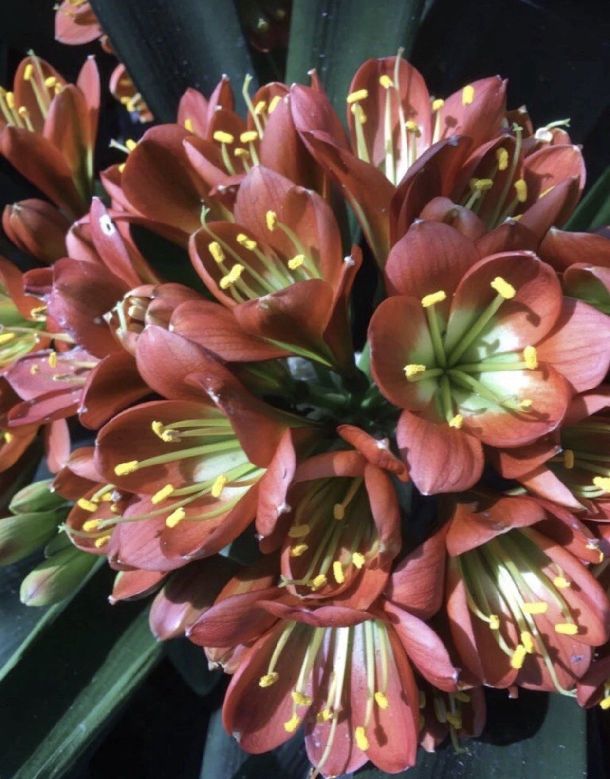 3x Clivia Bronze, Second Year Plant Seedling