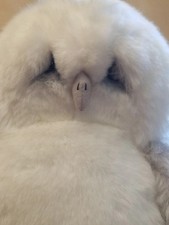 Lou Rankin Friends Applause White Owl   Plush Stuffed Toy 12  Wordsworth VGUC