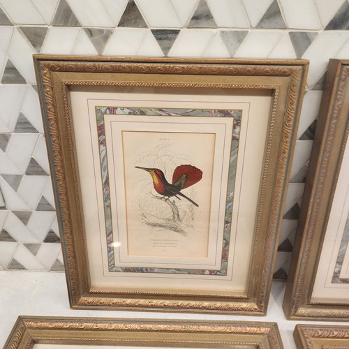 4 Vintage Native Birds Art Print Pictures. Throchilus Mango, Stokesil 11.5"x9.5" - Picture 5 of 10