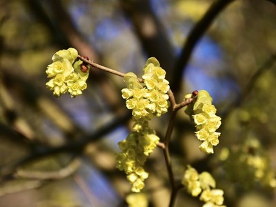 Live SPICEBUSH Plant + LINDERA Benzoin - [Quart Pot] - Shrubs & Bushes