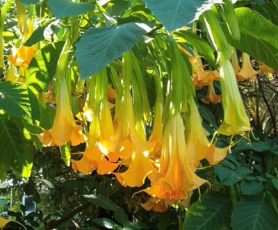 Brugmansia Are Trumpet Plants Poisonous To Dogs Brugmansia