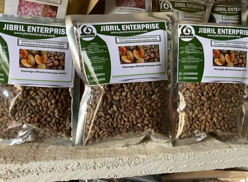 Voacanga africana（ボアカンガ・アフリカーナ）の種子 200粒 Voacanga africana（ボアカンガ・アフリカーナ）の種子 200粒