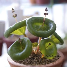 100 Semillas Crassula Umbella Copa de Vino Plantas Suculentas Árbol Felicidad Hogar Jardín