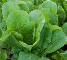 600 Buttercrunch Lettuce Seeds Non-GMO Heirloom Easy FREE SHIPPING