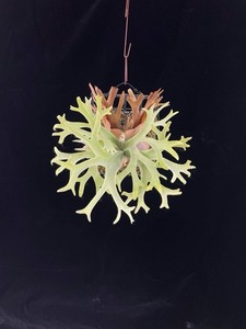 Platycerium Willinckii | eBay